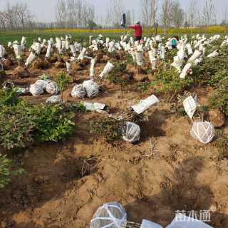 高度60厘米牡丹