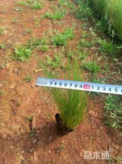 高度30厘米细叶针芒