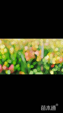 高度50厘米美人蕉