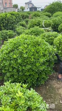 冠幅140厘米海桐球