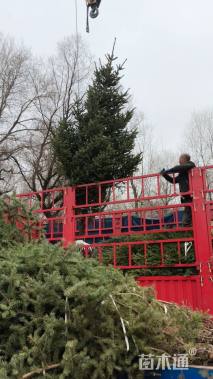 高度450厘米云杉