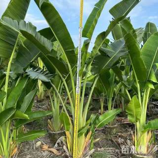 高度600厘米芭蕉