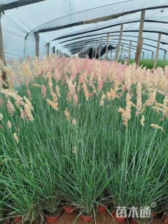 高度50厘米坡地毛冠草