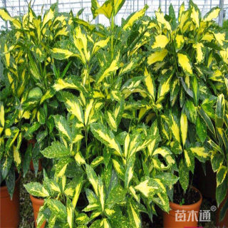 高度70厘米洒金珊瑚小苗