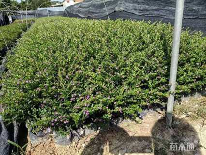 高度20厘米细叶萼距花
