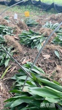 高度50厘米一叶兰