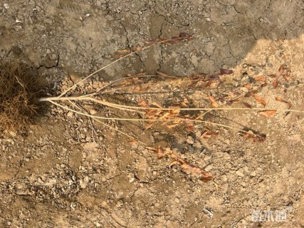 高度60厘米金叶女贞