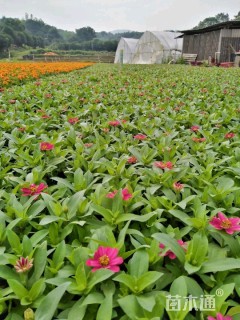 高度10厘米百日草