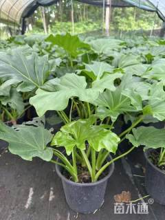 高度30厘米春羽