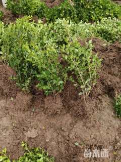 高度40厘米瓜子黄杨