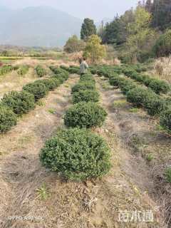 冠幅80厘米龟甲冬青球