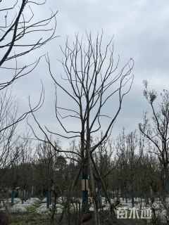 24公分小叶香樟