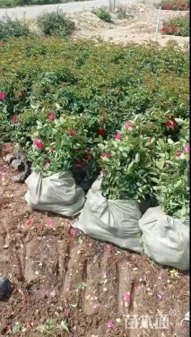 高度30厘米丰花月季