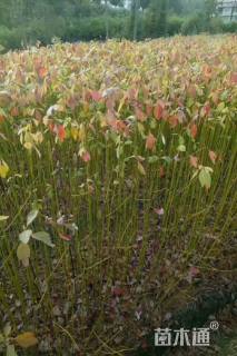 高度60厘米檫木小苗