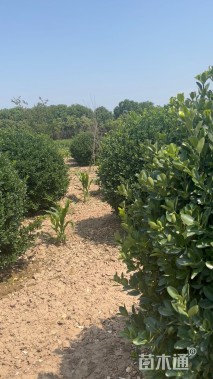 冠幅180厘米大叶黄杨球