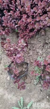 高度15厘米胭脂红景天