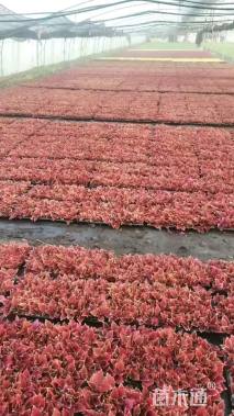 高度10厘米彩叶草