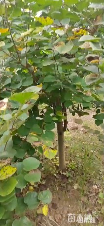 高度300厘米紫荆