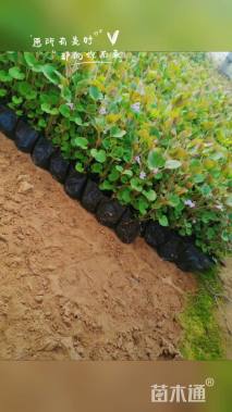 高度20厘米连线草