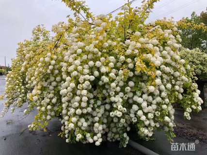 高度60厘米绣线菊