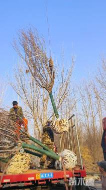 14公分日本晚樱