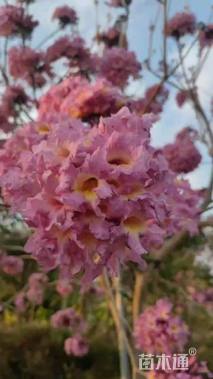 20公分紫花风铃木