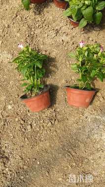 高度12厘米孔雀草