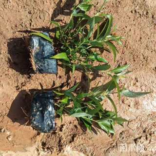 高度15厘米郎德木