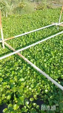 高度25厘米水葫芦