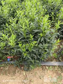 高度80厘米连翘