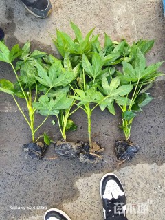 高度40厘米八角金盘