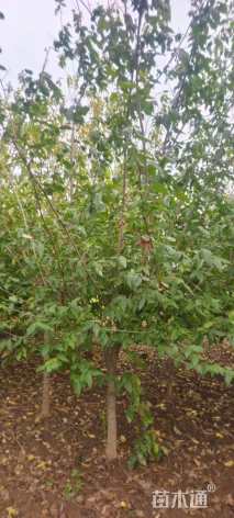 高度200厘米蜡梅