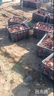 高度15厘米红景天