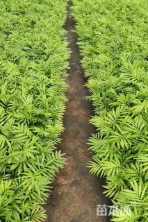 裸干高10厘米富贵椰子