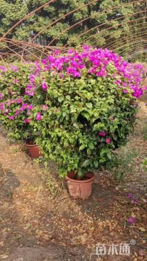 冠幅80厘米三角梅球