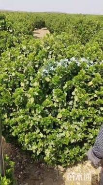 冠幅180厘米卫矛球