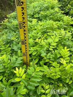 高度30厘米海南黄花梨小苗