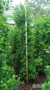 高度220厘米火山榕