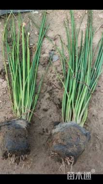 高度20厘米葱兰