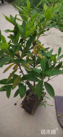 高度35厘米毛鹃