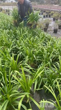 高度35厘米百子莲