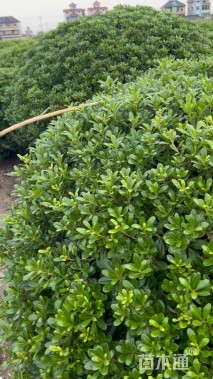 冠幅150厘米海桐球