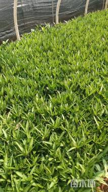 高度25厘米翠芦莉