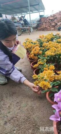 高度38厘米三角梅