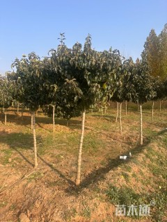 高度250厘米中华木绣球