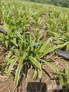 高度30厘米花叶芦竹