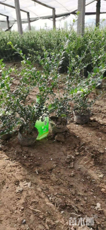 高度30厘米龟甲冬青小苗