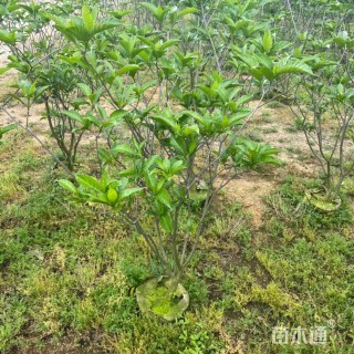 高度100厘米狗牙花