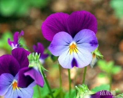 容器苗三色堇