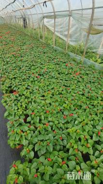 高度20厘米一串红